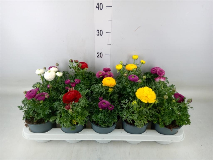 <h4>Ranunculus  'Sprinkles'</h4>
