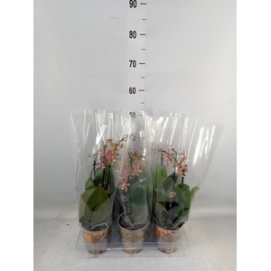 Phalaenopsis multi.   ...orange