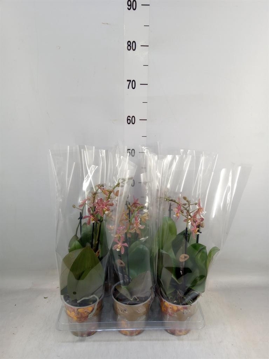 <h4>Phalaenopsis multi.   ...orange</h4>