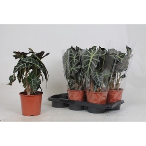 Alocasia Polly 17Ø 45cm 2pp