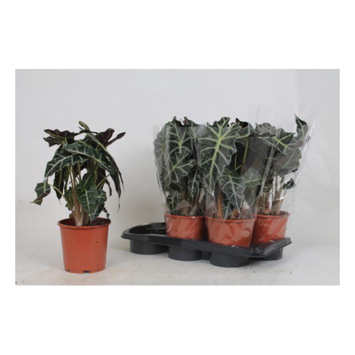 <h4>Alocasia Polly 17Ø 45cm 2pp</h4>
