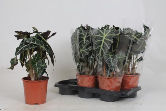 Alocasia Polly 17Ø 45cm 2pp