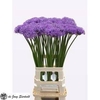 Allium Gladiator