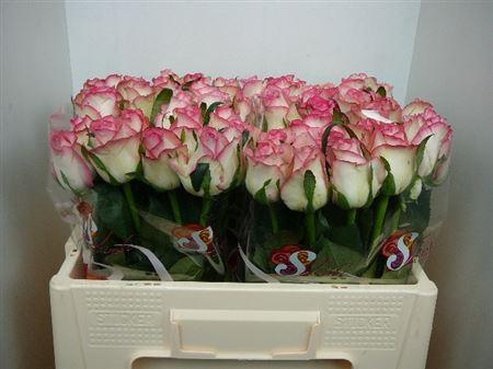 <h4>R Gr Jumilia</h4>