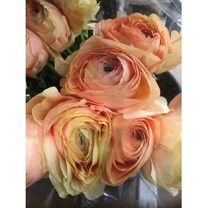 RANUNCULUS MODERNA RAINBOW