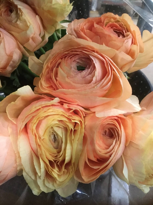 <h4>RANUNCULUS MODERNA STAR SUNNY</h4>