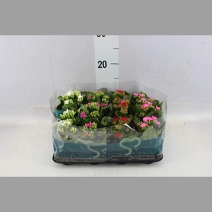 Kalanchoe blos.   ..