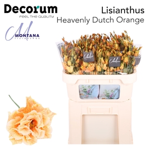 Lisianthus Dye Heavenly dutch orange