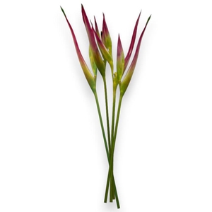 Heliconia Sassy