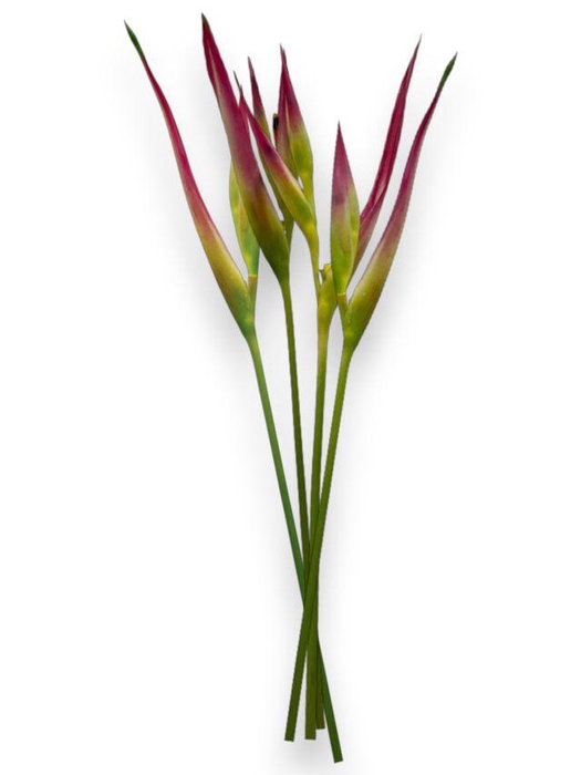 <h4>Heliconia Sassy</h4>