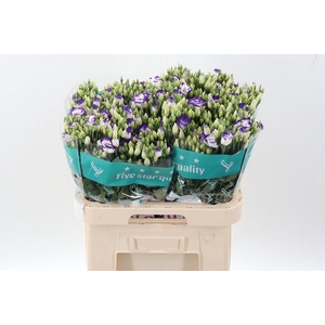 Eus G Rosi Blue Pico