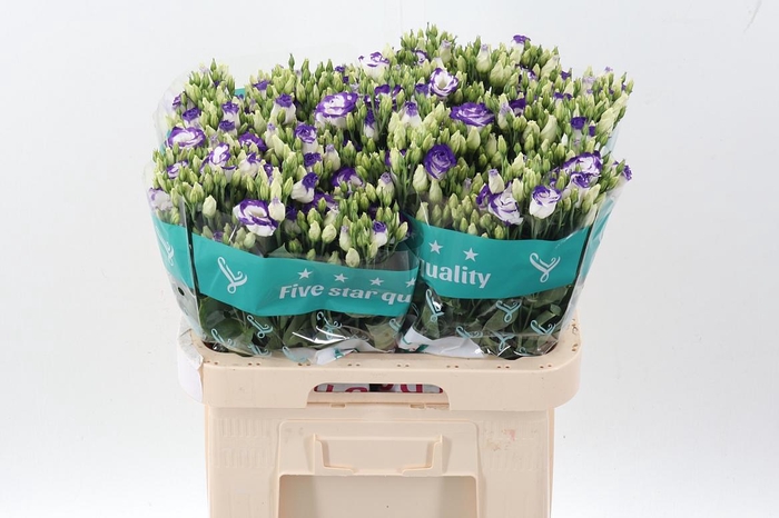 <h4>Eus G Rosi Blue Pico</h4>