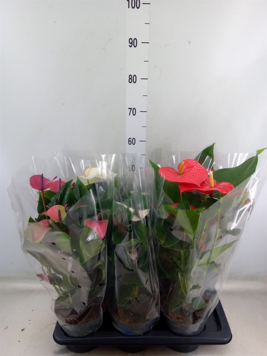 <h4>Anthurium   ...mix</h4>