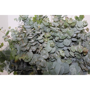 FOLHAGEM EUCAFLOR MINI