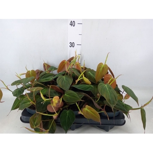 Philodendron scandens subsp. micans