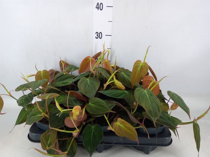 <h4>Philodendron scandens subsp. micans</h4>