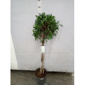 Ficus benja. 'Exotica'