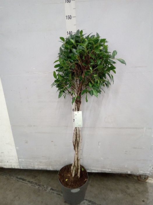 <h4>Ficus benja. 'Exotica'</h4>