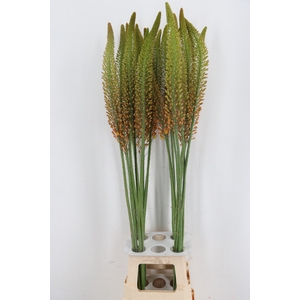 EREMURUS ORANGE PRIN