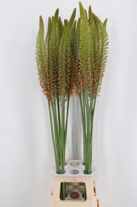 <h4>EREMURUS ORANGE PRIN</h4>