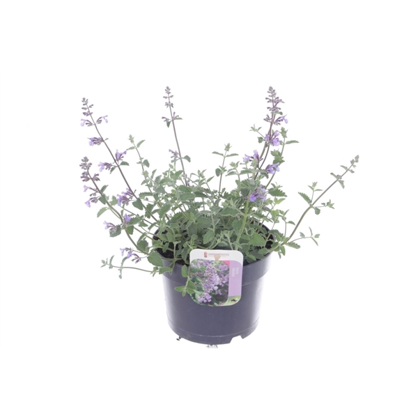 <h4>Nepeta faassenii Walkers Low</h4>