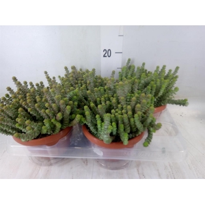 Crassula marnieriana