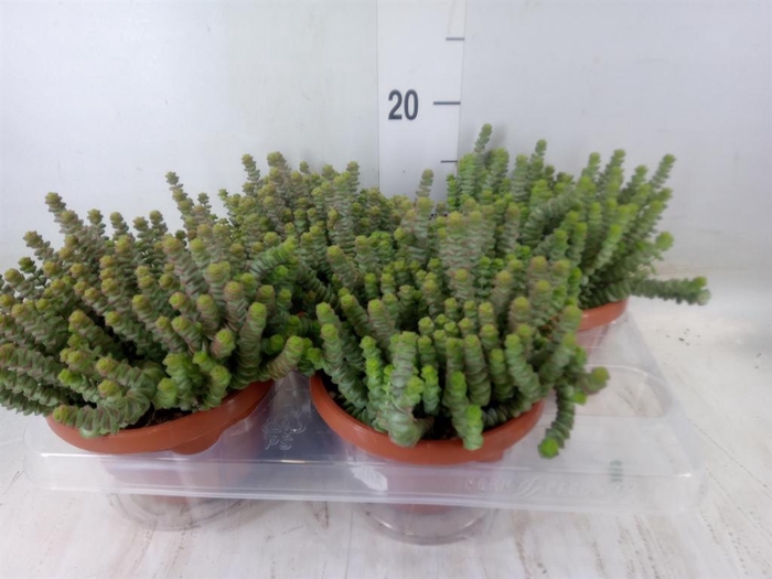 <h4>Crassula marnieriana</h4>