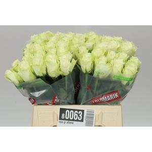 Rosa Gr Athena Ex