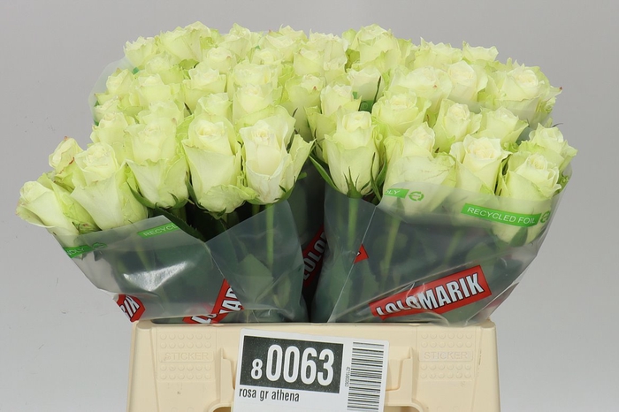 <h4>Rosa Gr Athena Ex</h4>