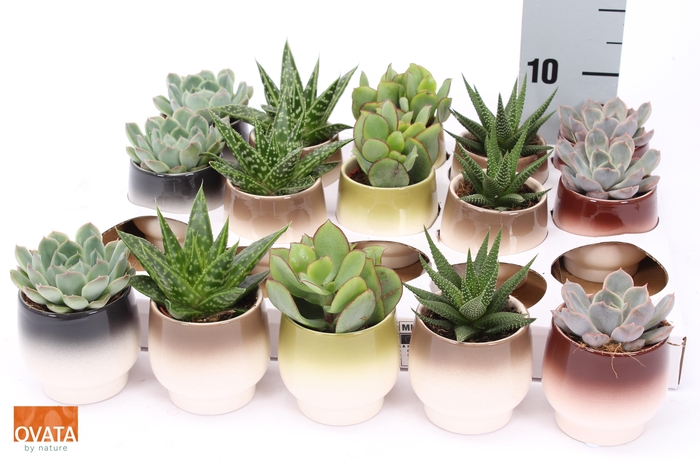 <h4>SUCC GEM 5 SRT</h4>