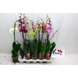 PHAL GEM