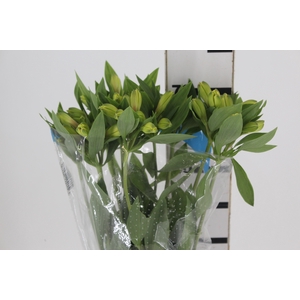 ALSTROEMERIA CARIBBEAN 080 CM