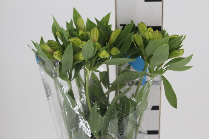 <h4>ALSTROEMERIA CARIBBEAN 080 CM</h4>