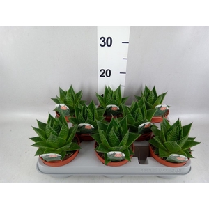 Aloe aristata 'Cosmo'