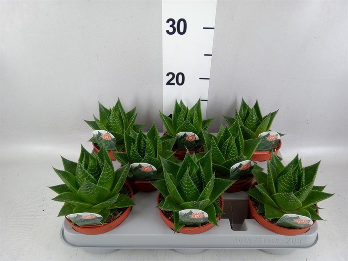 <h4>Aloe aristata 'Cosmo'</h4>