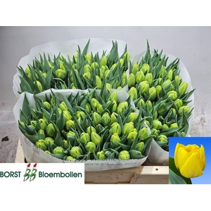 Tu Du Double Trouble