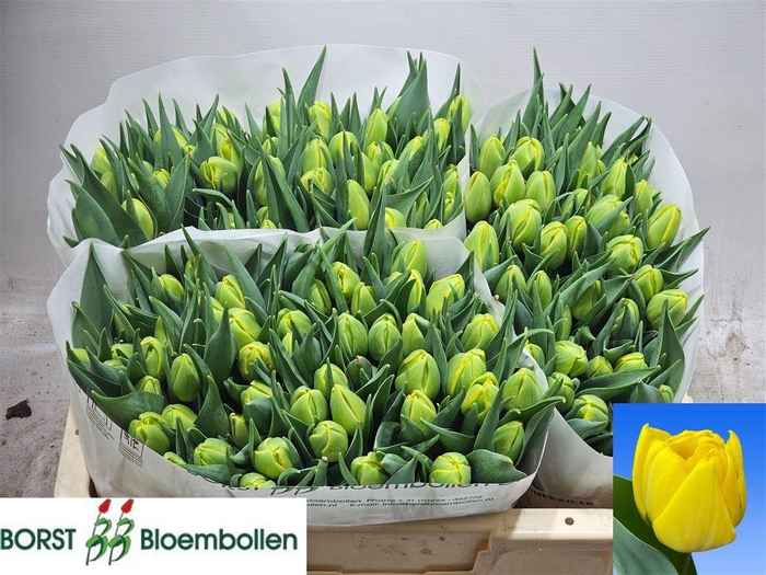 <h4>Tu Du Double Trouble</h4>