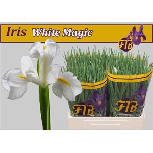 IRIS WHITE MAGIC