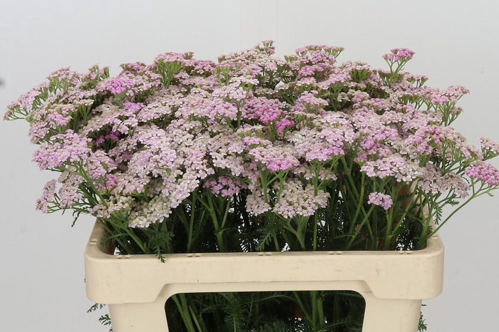 <h4>Achillea Millefolium Lilac Beauty</h4>