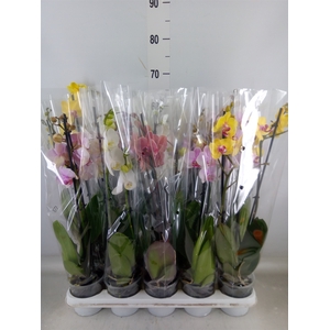 Phalaenopsis   ...mix