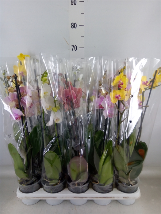 <h4>Phalaenopsis   ...mix</h4>