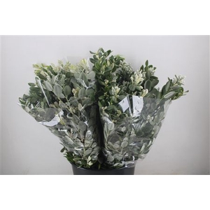 PITTOSP RALPHI LEAVES 200GR P BUNCH