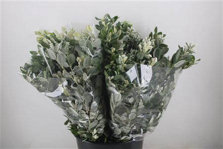 <h4>PITTOSP RALPHI LEAVES 200GR P BUNCH</h4>