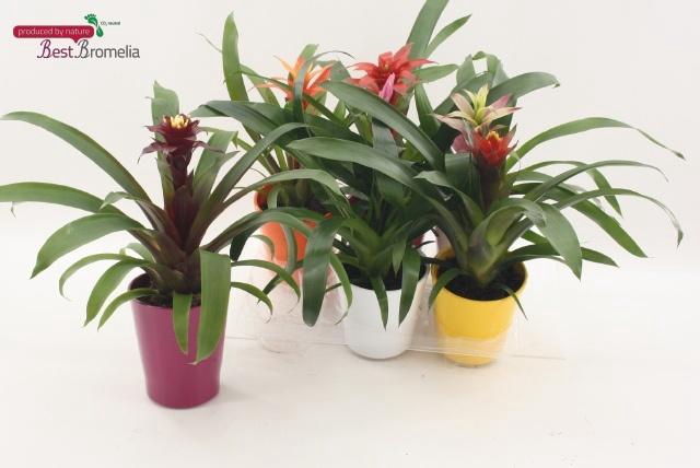 <h4>BROMELIA GEM</h4>