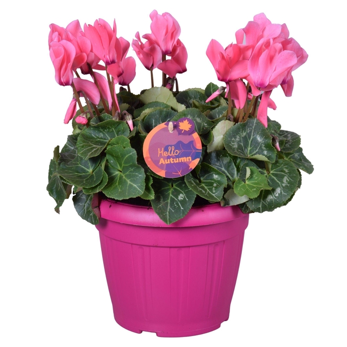 <h4>Cyclamen in Patiopot roze ton sur ton</h4>