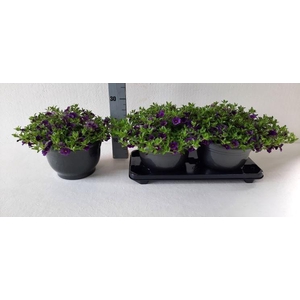 CALIB CA DARK BLUE