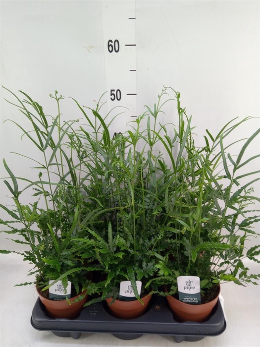 <h4>Pteris ensiformis</h4>