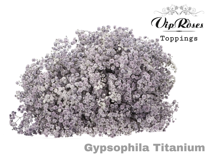 GYPS PA TITANIUM