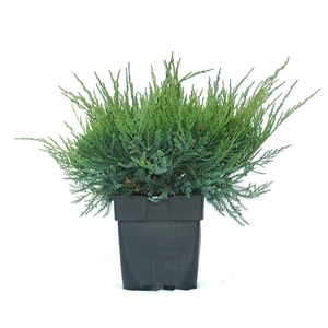 Juniperus x pfitzeriana Mint Julep
