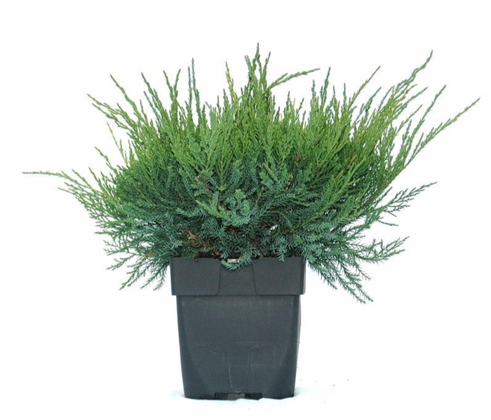 <h4>Juniperus x pfitzeriana Mint Julep</h4>